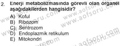 Hücre Kimyası Dersi 2012 - 2013 Yılı Tek Ders Sınav Soruları 2. Soru