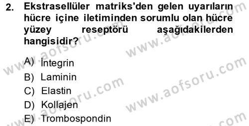 Hücre Kimyası Dersi 2014 - 2015 Yılı (Vize) Ara Sınav Soruları 2. Soru