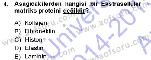 Hücre Kimyası Dersi 2014 - 2015 Yılı (Vize) Ara Sınav Soruları 4. Soru