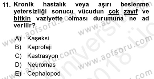 Hayvan Davranışları ve Refahı Dersi 2017 - 2018 Yılı 3 Ders Sınav Soruları 11. Soru