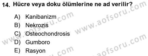 Hayvan Davranışları ve Refahı Dersi 2022 - 2023 Yılı Yaz Okulu Sınav Soruları 14. Soru
