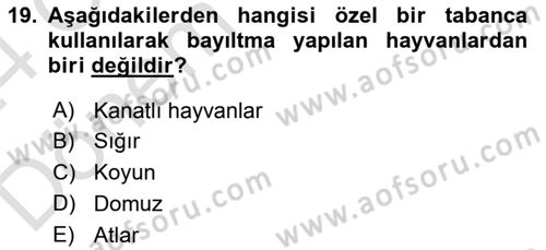 Hayvan Davranışları ve Refahı Dersi 2023 - 2024 Yılı (Final) Dönem Sonu Sınav Soruları 19. Soru