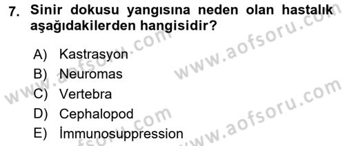 Hayvan Davranışları ve Refahı Dersi 2024 - 2025 Yılı (Final) Dönem Sonu Sınav Soruları 7. Soru