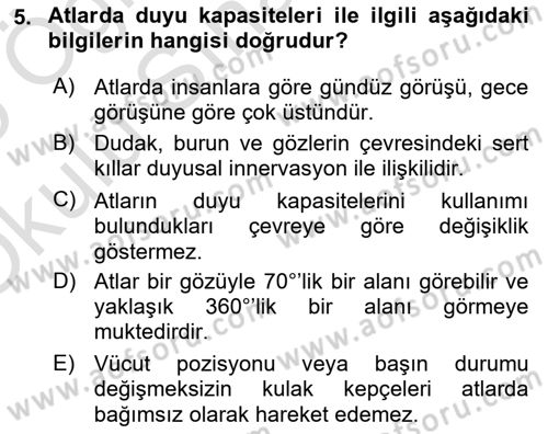 Hayvan Davranışları ve Refahı Dersi 2024 - 2025 Yılı Yaz Okulu Sınav Soruları 5. Soru