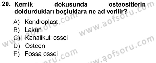 Temel Veteriner Histoloji ve Embriyoloji Dersi Ara Sınavı Deneme Sınav Soruları 20. Soru