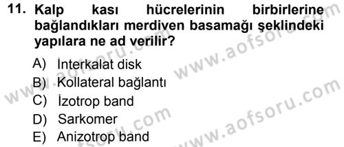 Temel Veteriner Histoloji ve Embriyoloji Dersi 2012 - 2013 Yılı (Final) Dönem Sonu Sınav Soruları 11. Soru