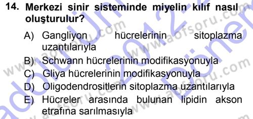 Temel Veteriner Histoloji ve Embriyoloji Dersi 2012 - 2013 Yılı (Final) Dönem Sonu Sınav Soruları 14. Soru