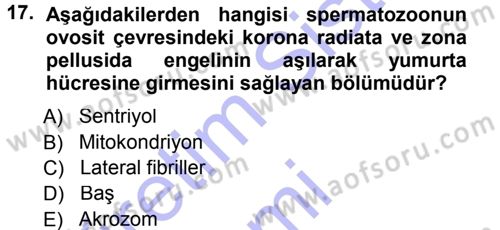 Temel Veteriner Histoloji ve Embriyoloji Dersi 2012 - 2013 Yılı (Final) Dönem Sonu Sınav Soruları 17. Soru