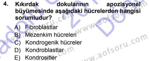 Temel Veteriner Histoloji ve Embriyoloji Dersi 2012 - 2013 Yılı (Final) Dönem Sonu Sınav Soruları 4. Soru
