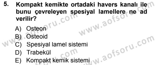 Temel Veteriner Histoloji ve Embriyoloji Dersi 2012 - 2013 Yılı (Final) Dönem Sonu Sınav Soruları 5. Soru