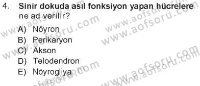 Temel Veteriner Histoloji ve Embriyoloji Dersi 2012 - 2013 Yılı Tek Ders Sınav Soruları 4. Soru