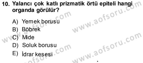 Temel Veteriner Histoloji ve Embriyoloji Dersi Ara Sınavı Deneme Sınav Soruları 10. Soru
