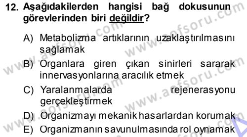 Temel Veteriner Histoloji ve Embriyoloji Dersi 2013 - 2014 Yılı (Vize) Ara Sınav Soruları 12. Soru