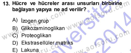 Temel Veteriner Histoloji ve Embriyoloji Dersi Ara Sınavı Deneme Sınav Soruları 13. Soru