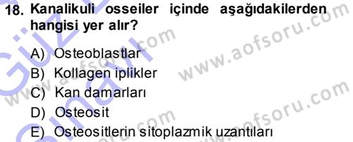 Temel Veteriner Histoloji ve Embriyoloji Dersi Ara Sınavı Deneme Sınav Soruları 18. Soru