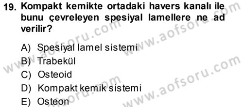 Temel Veteriner Histoloji ve Embriyoloji Dersi Ara Sınavı Deneme Sınav Soruları 19. Soru