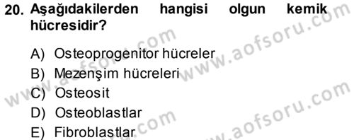 Temel Veteriner Histoloji ve Embriyoloji Dersi Ara Sınavı Deneme Sınav Soruları 20. Soru