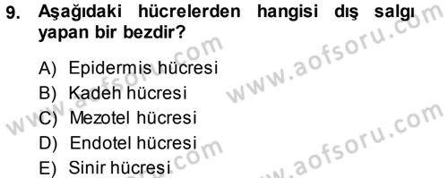 Temel Veteriner Histoloji ve Embriyoloji Dersi Ara Sınavı Deneme Sınav Soruları 9. Soru