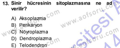 Temel Veteriner Histoloji ve Embriyoloji Dersi 2013 - 2014 Yılı (Final) Dönem Sonu Sınav Soruları 13. Soru