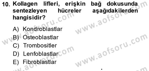 Temel Veteriner Histoloji ve Embriyoloji Dersi Ara Sınavı Deneme Sınav Soruları 10. Soru