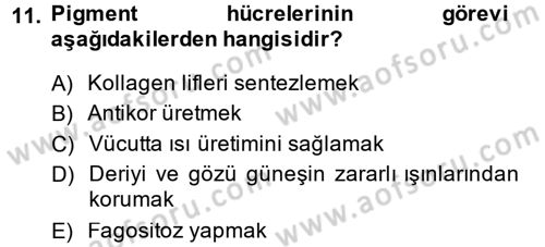 Temel Veteriner Histoloji ve Embriyoloji Dersi 2014 - 2015 Yılı (Vize) Ara Sınav Soruları 11. Soru