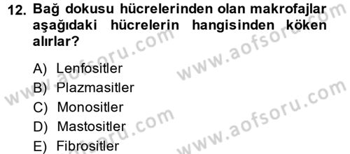Temel Veteriner Histoloji ve Embriyoloji Dersi Ara Sınavı Deneme Sınav Soruları 12. Soru