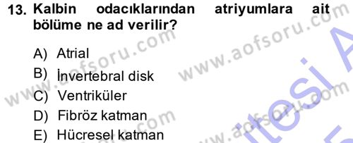 Temel Veteriner Histoloji ve Embriyoloji Dersi 2014 - 2015 Yılı (Vize) Ara Sınav Soruları 13. Soru