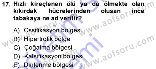 Temel Veteriner Histoloji ve Embriyoloji Dersi Ara Sınavı Deneme Sınav Soruları 17. Soru