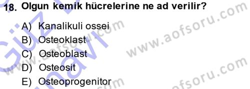 Temel Veteriner Histoloji ve Embriyoloji Dersi Ara Sınavı Deneme Sınav Soruları 18. Soru
