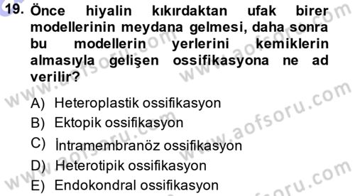 Temel Veteriner Histoloji ve Embriyoloji Dersi 2014 - 2015 Yılı (Vize) Ara Sınav Soruları 19. Soru