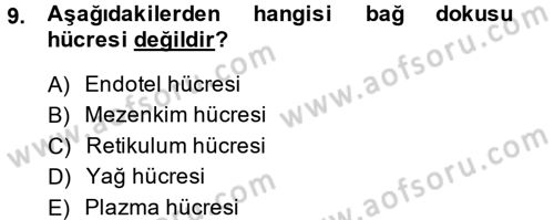 Temel Veteriner Histoloji ve Embriyoloji Dersi Ara Sınavı Deneme Sınav Soruları 9. Soru