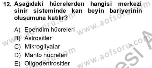 Temel Veteriner Histoloji ve Embriyoloji Dersi 2014 - 2015 Yılı (Final) Dönem Sonu Sınav Soruları 12. Soru