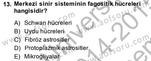 Temel Veteriner Histoloji ve Embriyoloji Dersi 2014 - 2015 Yılı (Final) Dönem Sonu Sınav Soruları 13. Soru