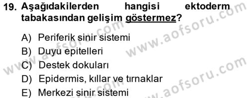 Temel Veteriner Histoloji ve Embriyoloji Dersi 2014 - 2015 Yılı (Final) Dönem Sonu Sınav Soruları 19. Soru