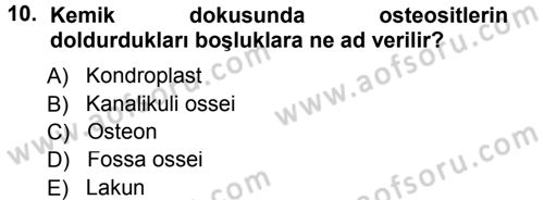 Temel Veteriner Histoloji ve Embriyoloji Dersi 2014 - 2015 Yılı Tek Ders Sınav Soruları 10. Soru