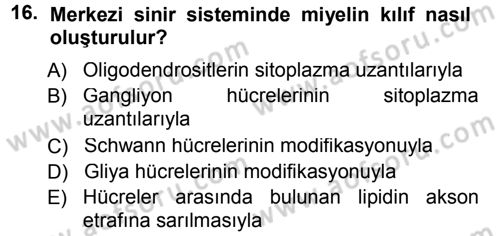 Temel Veteriner Histoloji ve Embriyoloji Dersi 2014 - 2015 Yılı Tek Ders Sınav Soruları 16. Soru