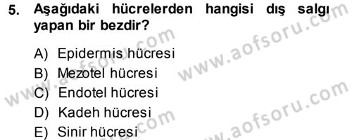 Temel Veteriner Histoloji ve Embriyoloji Dersi 2014 - 2015 Yılı Tek Ders Sınav Soruları 5. Soru