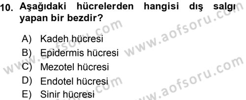 Temel Veteriner Histoloji ve Embriyoloji Dersi Ara Sınavı Deneme Sınav Soruları 10. Soru