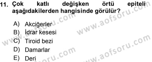 Temel Veteriner Histoloji ve Embriyoloji Dersi Ara Sınavı Deneme Sınav Soruları 11. Soru