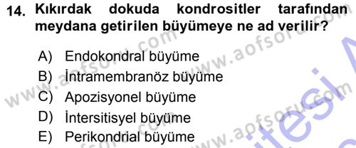 Temel Veteriner Histoloji ve Embriyoloji Dersi Ara Sınavı Deneme Sınav Soruları 14. Soru