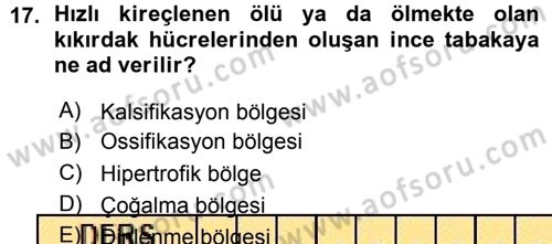 Temel Veteriner Histoloji ve Embriyoloji Dersi Ara Sınavı Deneme Sınav Soruları 17. Soru