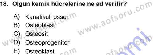 Temel Veteriner Histoloji ve Embriyoloji Dersi 2015 - 2016 Yılı (Vize) Ara Sınav Soruları 18. Soru