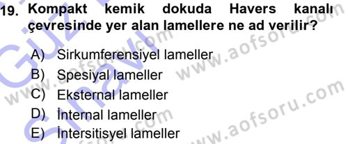 Temel Veteriner Histoloji ve Embriyoloji Dersi Ara Sınavı Deneme Sınav Soruları 19. Soru