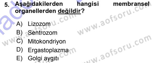 Temel Veteriner Histoloji ve Embriyoloji Dersi Ara Sınavı Deneme Sınav Soruları 5. Soru