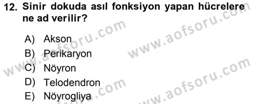 Temel Veteriner Histoloji ve Embriyoloji Dersi 2015 - 2016 Yılı (Final) Dönem Sonu Sınav Soruları 12. Soru