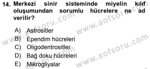 Temel Veteriner Histoloji ve Embriyoloji Dersi 2015 - 2016 Yılı (Final) Dönem Sonu Sınav Soruları 14. Soru