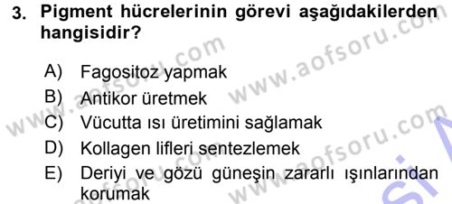 Temel Veteriner Histoloji ve Embriyoloji Dersi 2015 - 2016 Yılı (Final) Dönem Sonu Sınav Soruları 3. Soru
