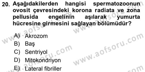 Temel Veteriner Histoloji ve Embriyoloji Dersi 2015 - 2016 Yılı Tek Ders Sınav Soruları 20. Soru