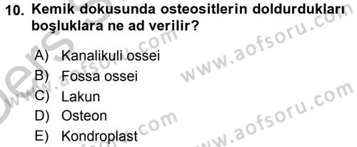 Temel Veteriner Histoloji ve Embriyoloji Dersi 2016 - 2017 Yılı 3 Ders Sınav Soruları 10. Soru