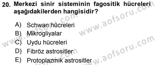 Temel Veteriner Histoloji ve Embriyoloji Dersi 2016 - 2017 Yılı 3 Ders Sınav Soruları 20. Soru